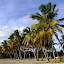 Cocotiers de la Grande Anse des Sallines