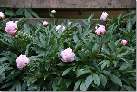 bloemenkraam
