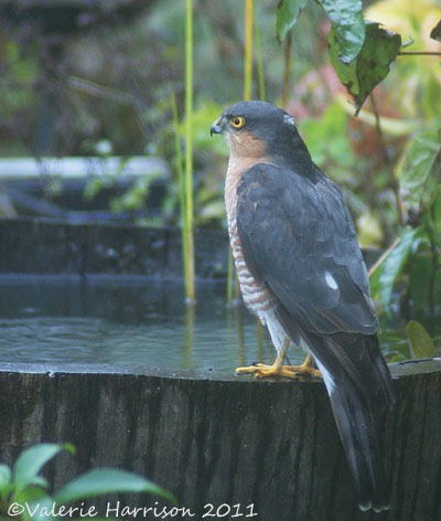 [sparrowhawk-on-barrel%255B2%255D.jpg]