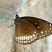 Euploea_core_20081012MG391.jpg