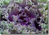 Kale