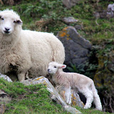 Mama Sheep With A Spring Lamb - Otago Peninsula, New Zealand