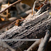DSC_7217.jpg