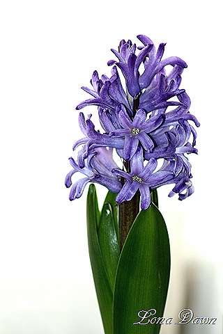 [Hyacinth_Forcing2%255B9%255D.jpg]