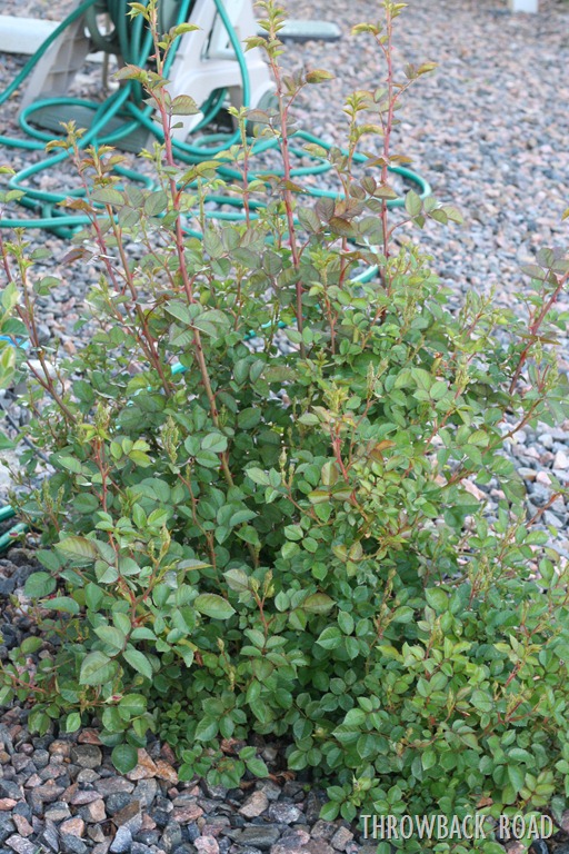 [rose-bush-0025.jpg]