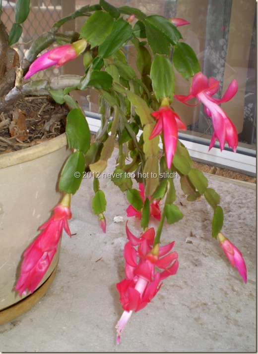2012 winter zygocactus 2012 winter zygocactus