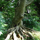 A cool tree in the Imperial Palace Gardens