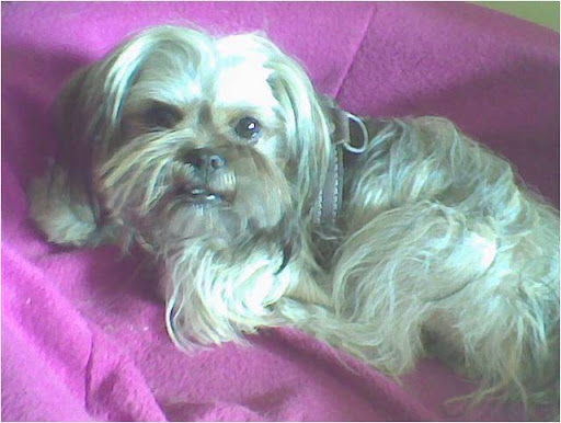 perrita shitzu pequena perdida.jpg