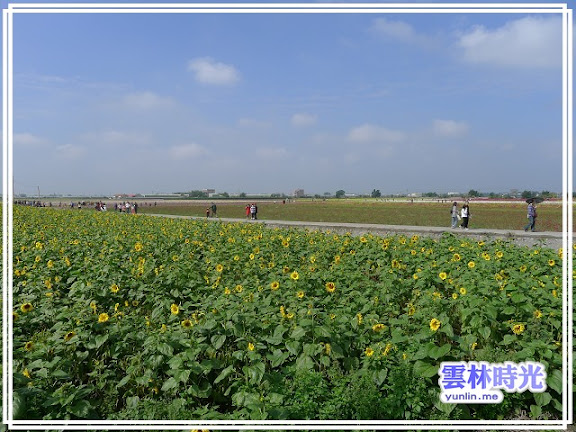 2012莿桐孩沙里的花海開了-花舞雲林、亮點莿桐
