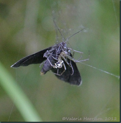 spider pos Linyphia triangularis-eating-chimney-sweeper