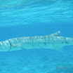  Snorkel Buck Island Reef 
