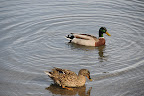 DSC_0754.JPG