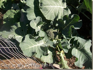 BROCCOLI IN DEC 2011 002 BROCCOLI IN DEC 2011 002