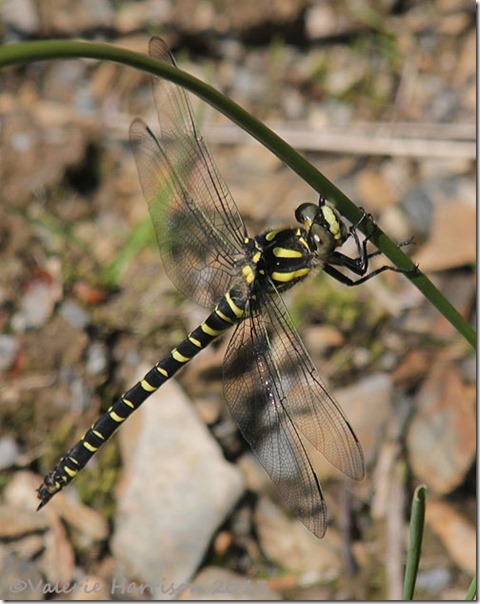 15-golden-ringed-dragonfly