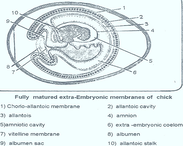 [FOETAL-%2520MEMBRANES-EMBRYONIC-%2520CHICK%255B23%255D.jpg]