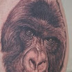 Mountain Gorilla