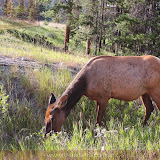 Mule deer - a caminho de Prince George - British Columbia, Canadá