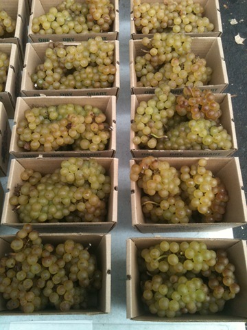 [chardonnay%2520grapes%255B5%255D.jpg]