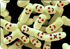 probioticos probioticos