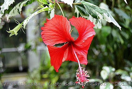 Glória Ishizaka -   Kyoto Botanical Garden 2012 - 3