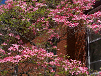 Pink dogwood