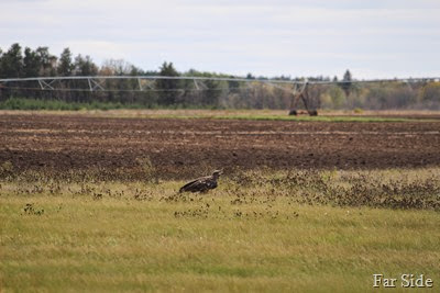 The young Eagle