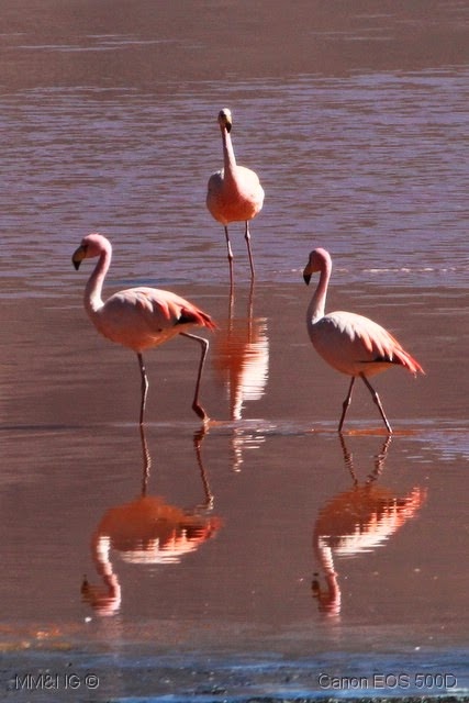 [568_D3_-_Parque_Eduardo_Avaroa_-_Lag.jpg]