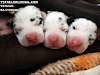 Cachorros Gran Danes Inscritos