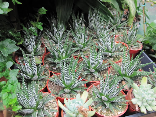 The pattern on these hawthornias is very alluring.