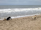 If the beach erodes too much, not only will there be no place for us to call a beach anymore, but there will be less protection for beachfront homes during storms!