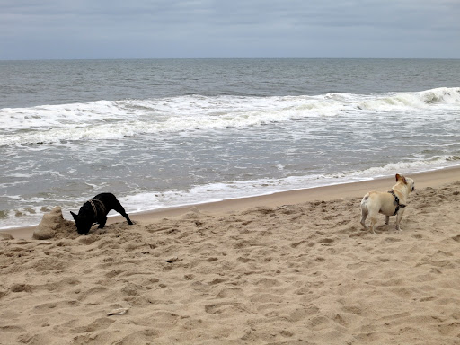 If the beach erodes too much, not only will there be no place for us to call a beach anymore, but there will be less protection for beachfront homes during storms!