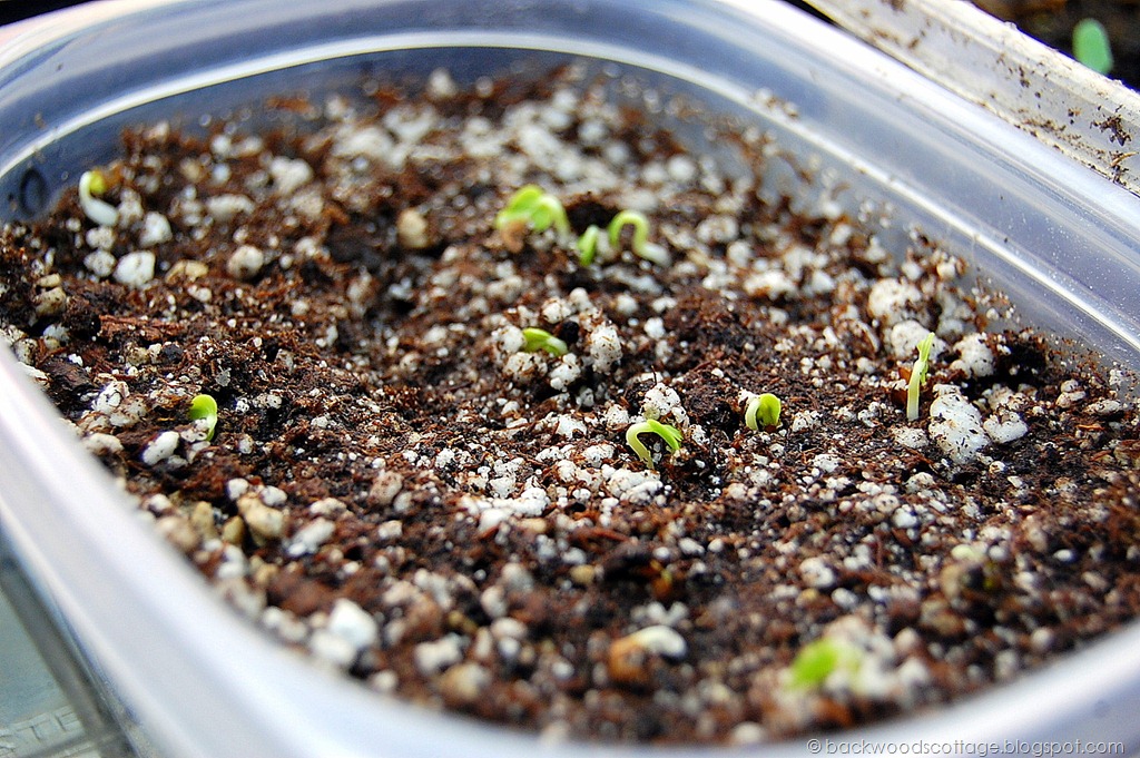 [hollyhockseedlings%255B10%255D.jpg]