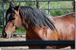 horses2011-2