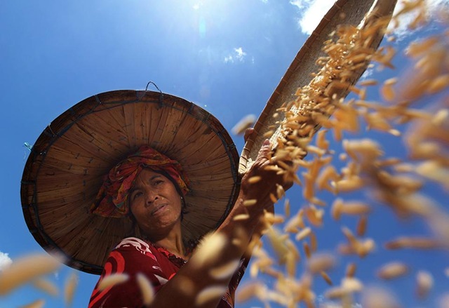 [smithsonian-photo-contest-people-indonesia-farmer-harvest-maternity-almsyah-rauf%255B3%255D.jpg]