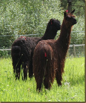 The black and suri males