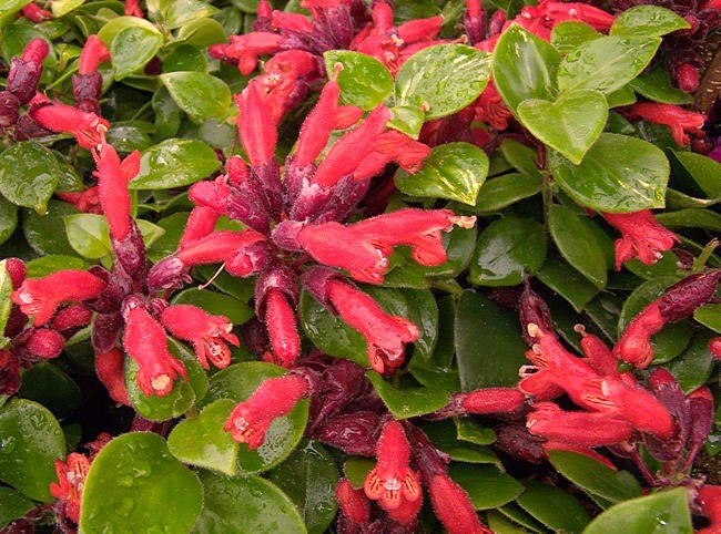 [Aeschynanthus%2520sp%255B3%255D.jpg]