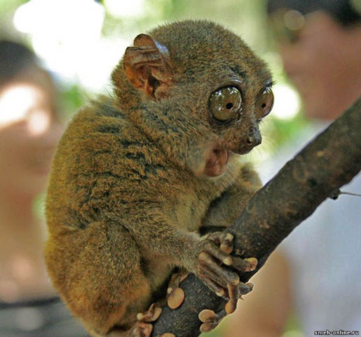 [animals-worried-face-34%255B2%255D.jpg]
