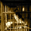 Shanghai - Pets market - L'oiseau dans la cage Shanghai - Pets market - L'oiseau dans la cage