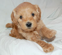 Bella is a adorable small female.