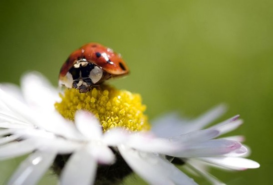 ladybug-macro