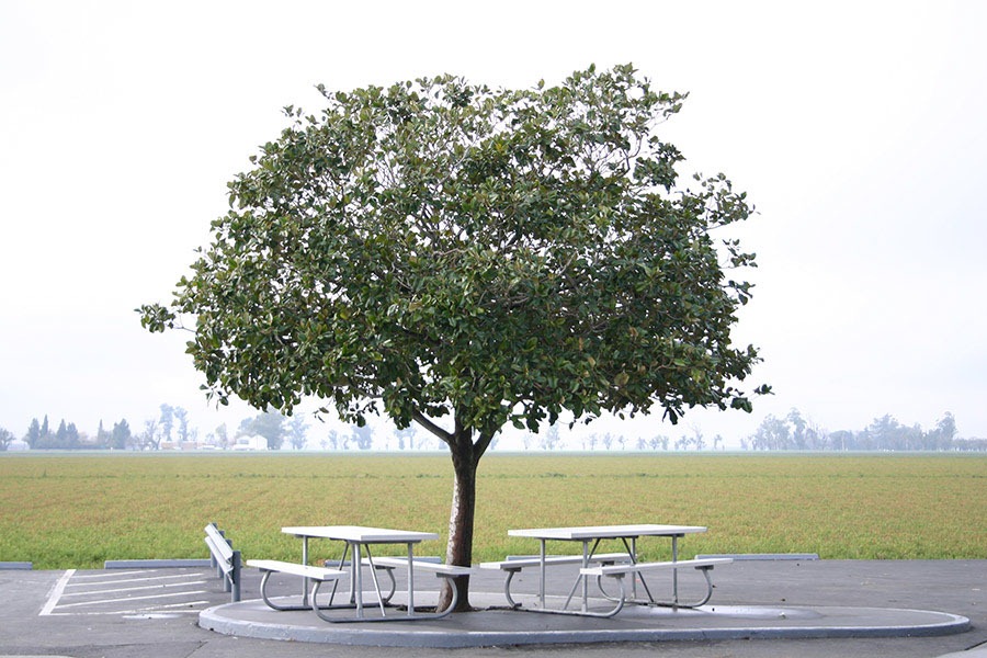 [041204_tree%255B4%255D.jpg]