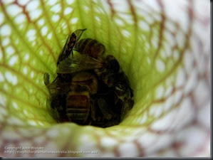 tarnok full bees tarnok full bees