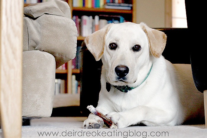 [Duke-and-his-bully-stick4.jpg]