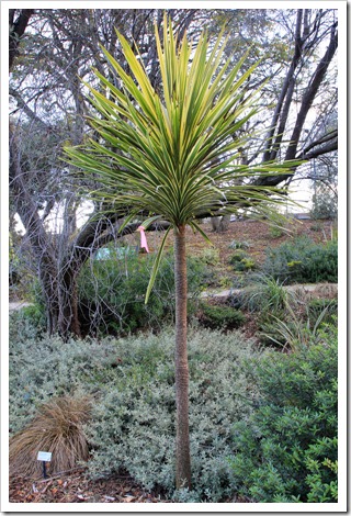 130119_UCDA_AustralianCollection_Cordyline-australis-Torbay-Dazzler_108