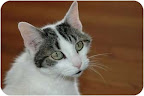 Southside Johnny, Westwood, NJ. I'm really hoping you can help me. Ya see, I was living happily with my family for 12 years, but they were just told that their 3 year old is allergic to me, so I must find a new home. I'm healthy, and my family is willing to cover any medical bills for me from now on! Southside Johnny, Westwood, NJ. I'm really hoping you can help me. Ya see, I was living happily with my family for 12 years, but they were just told that their 3 year old is allergic to me, so I must find a new home. I'm healthy, and my family is willing to cover any medical bills for me from now on!