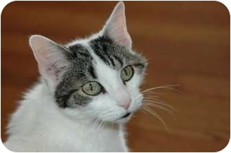 Southside Johnny, Westwood, NJ. I'm really hoping you can help me. Ya see, I was living happily with my family for 12 years, but they were just told that their 3 year old is allergic to me, so I must find a new home. I'm healthy, and my family is willing to cover any medical bills for me from now on!