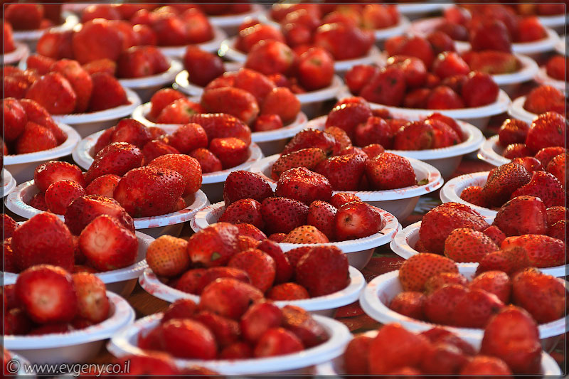 il/Тель Авив: Вкус Города 2011 (20110614 ta taste of the city 053 5701)