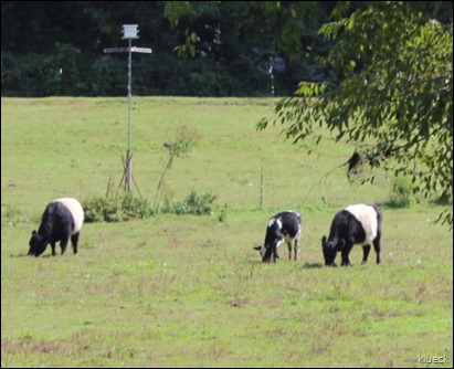 black and white barrel cows