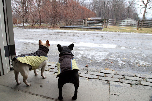How do you like that, Francesca!  Here we are all ready to play in the snow that fell last night, but it's turned to rain and the snow is nearly all gone!