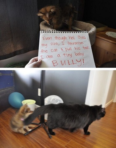 [dog-shaming-bad-37%255B2%255D.jpg]